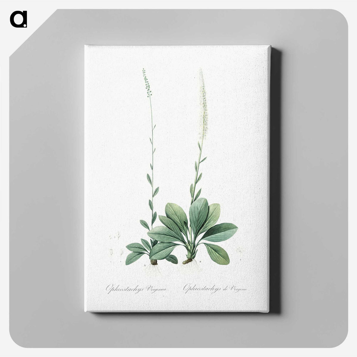 2-67_The-Lilies_canvas