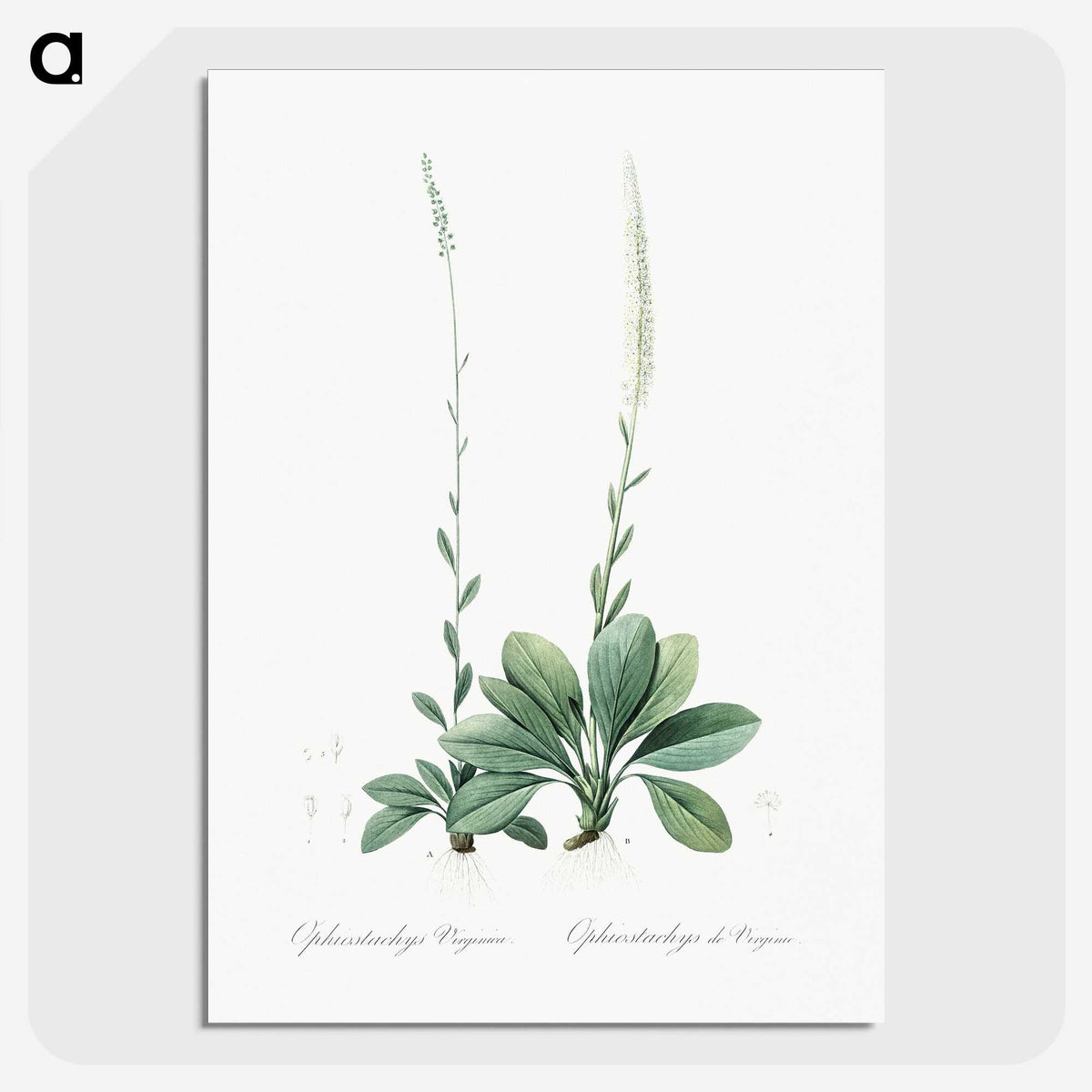 2-67_The-Lilies_picture-crop
