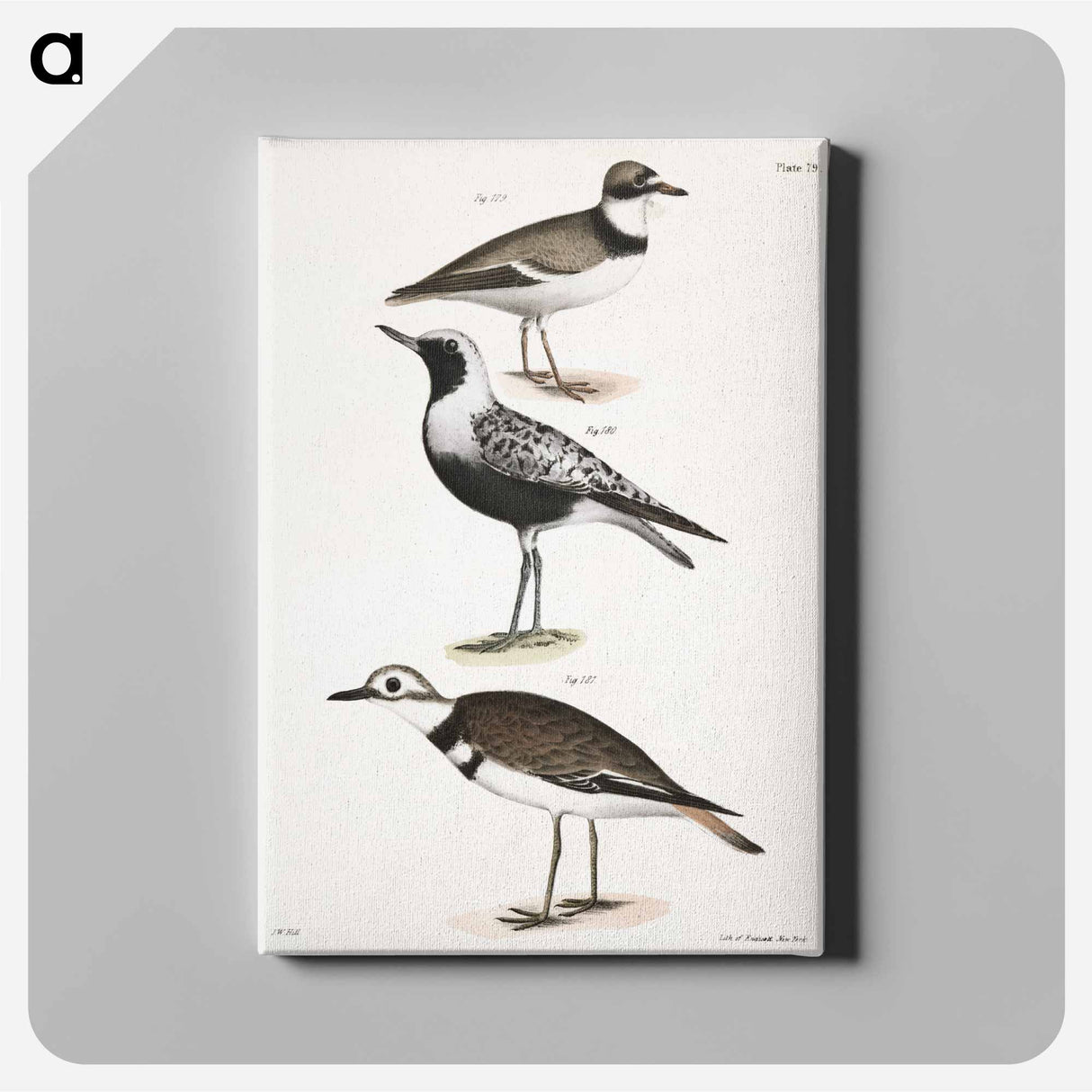American Ring Plover (Charadrius semipalmatus) 180. Black-breasted Snipe (Charadrius helveticus) 181. Kildeer (Charadrius vociferus) illustration from Zoology of New York by . Origina - ニューヨークの動物学 Canvas.