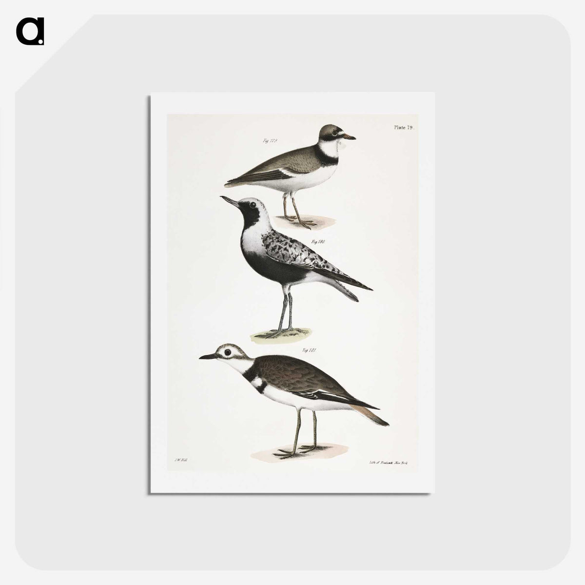 2-67_Zoology-of-New-York_hagaki