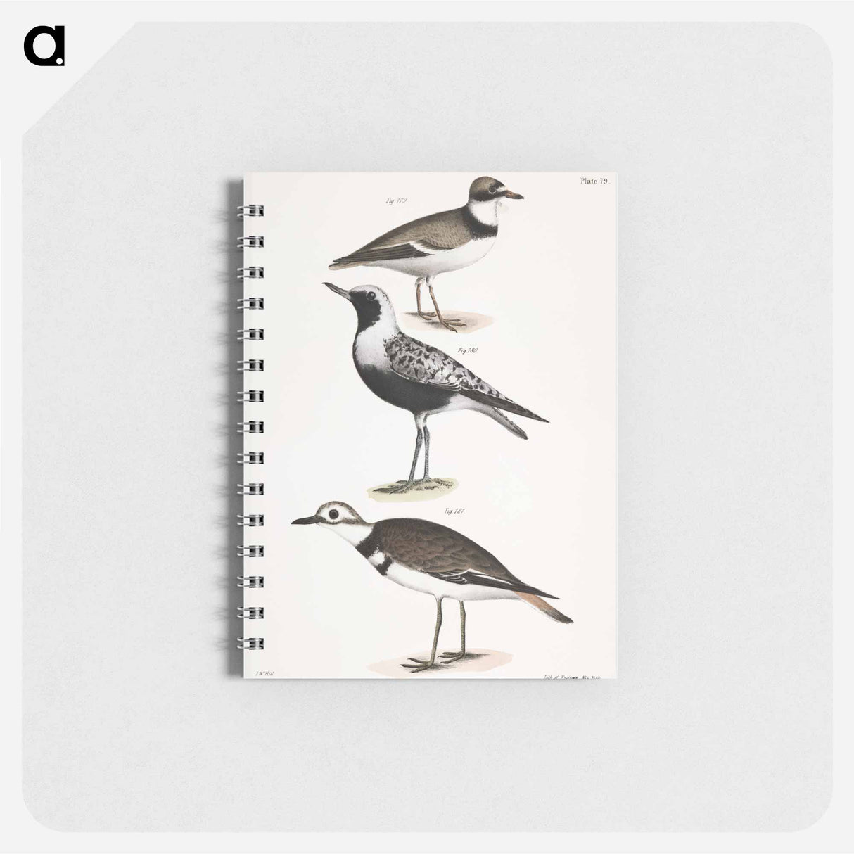 アートメモ帳-American Ring Plover (Charadrius semipalmatus) 180. Black-breasted Snipe (Charadrius helveticus) 181. Kildeer (Charadrius vociferus) illustration from Zoology of New York by . Origina - ニューヨークの動物学 Memo.