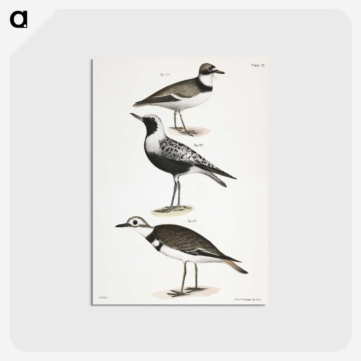 2-67_Zoology-of-New-York_postcard