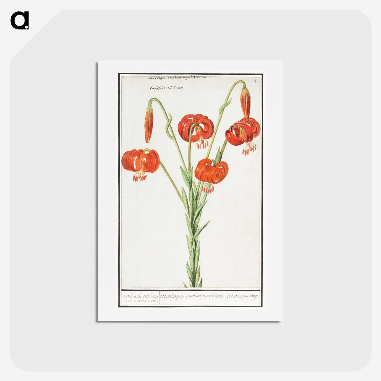 2-68_Anselmus-Boetius-de-Boodt_hagaki