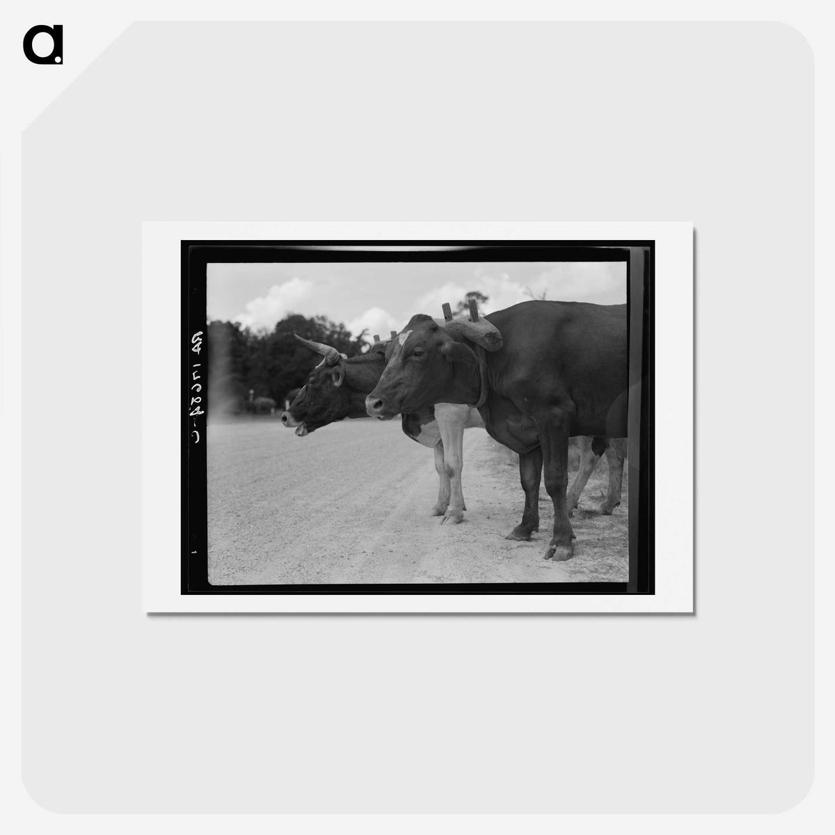 2-68_Dorothea-Lange_hagaki