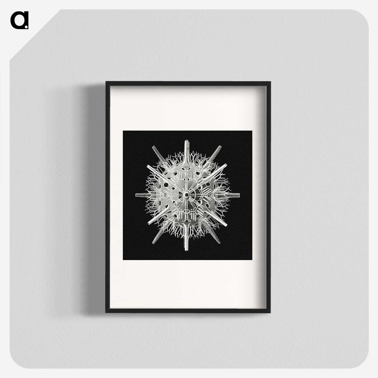 2-68_Ernst-Haeckel_blk