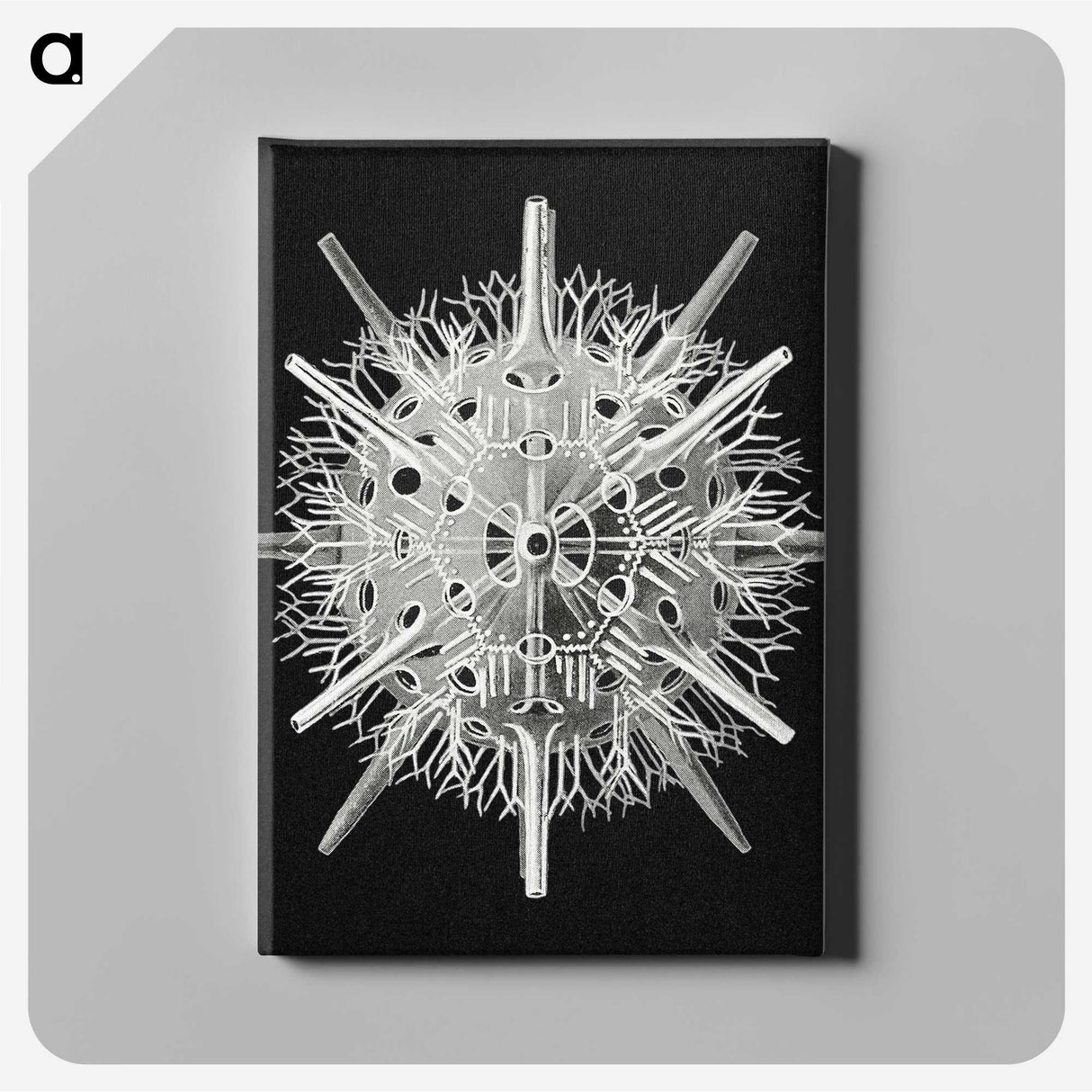 2-68_Ernst-Haeckel_canvas