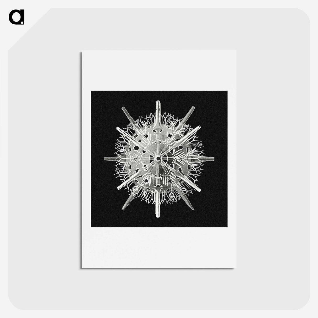 2-68_Ernst-Haeckel_hagaki