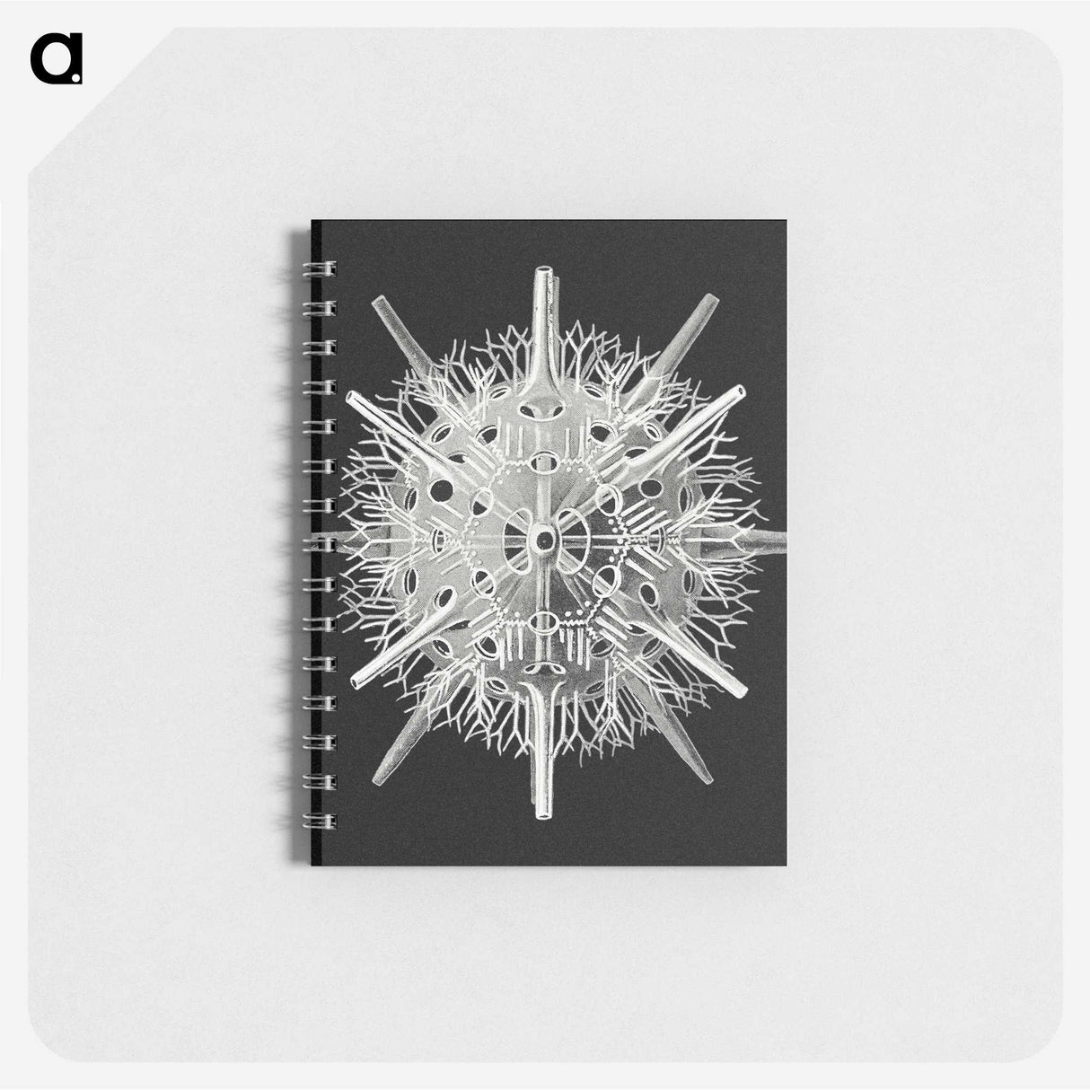 2-68_Ernst-Haeckel_memo