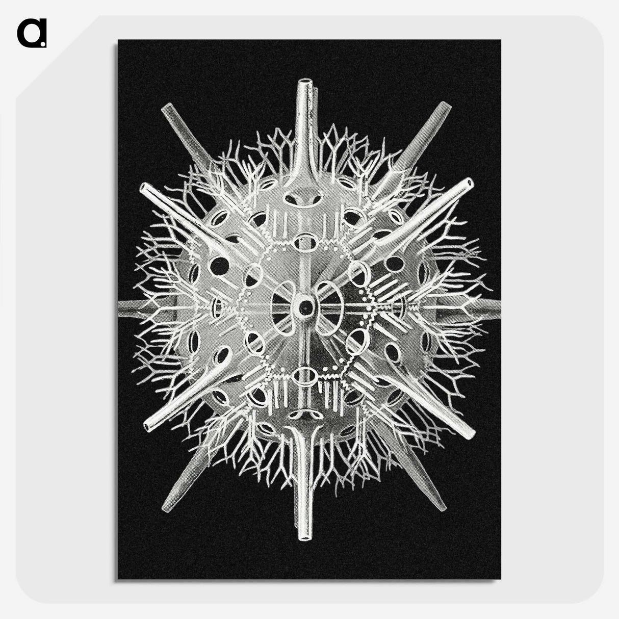 2-68_Ernst-Haeckel_picture-crop