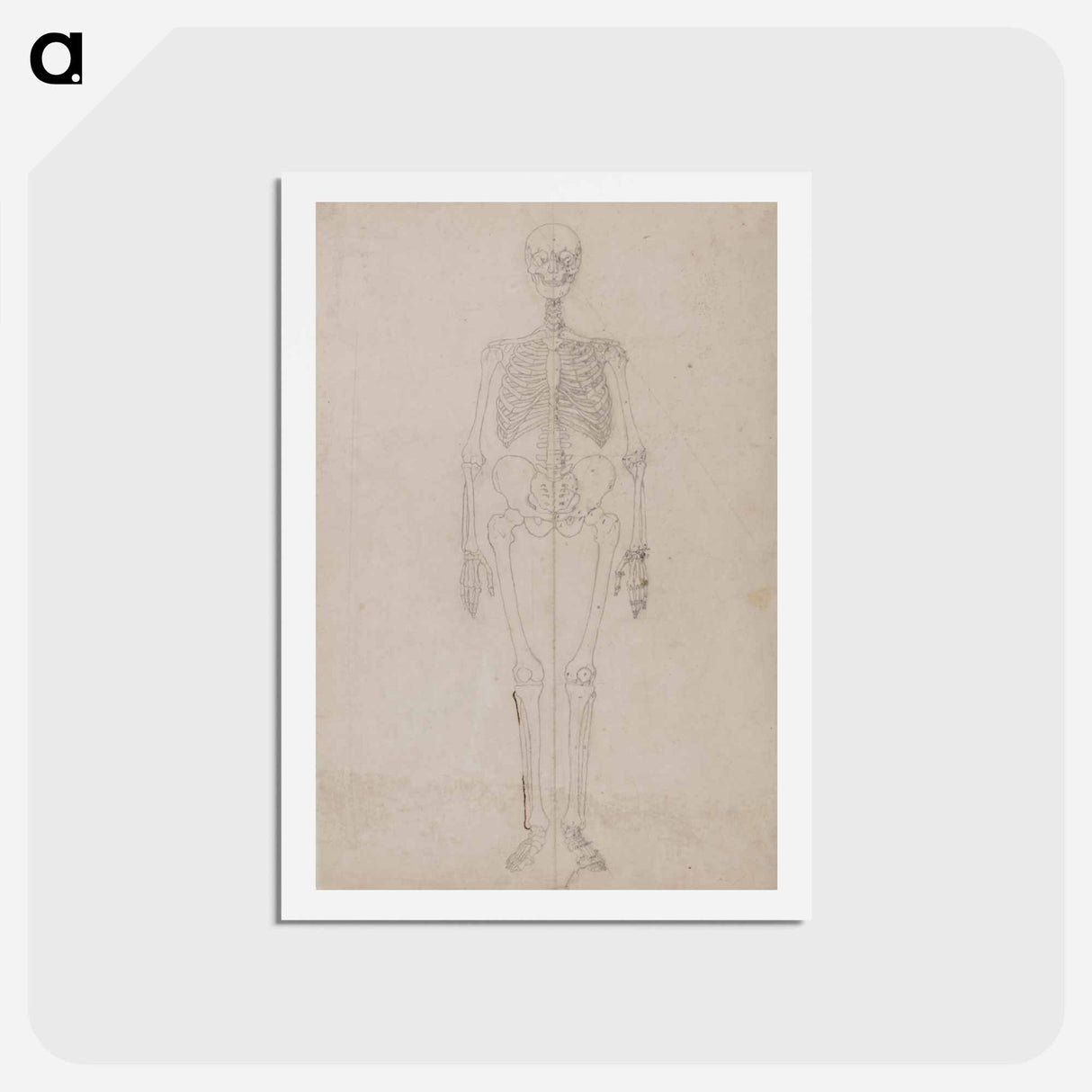 アートポストカード-Human Skeleton, Anterior View
- ジョージ スタッブス Postcard.