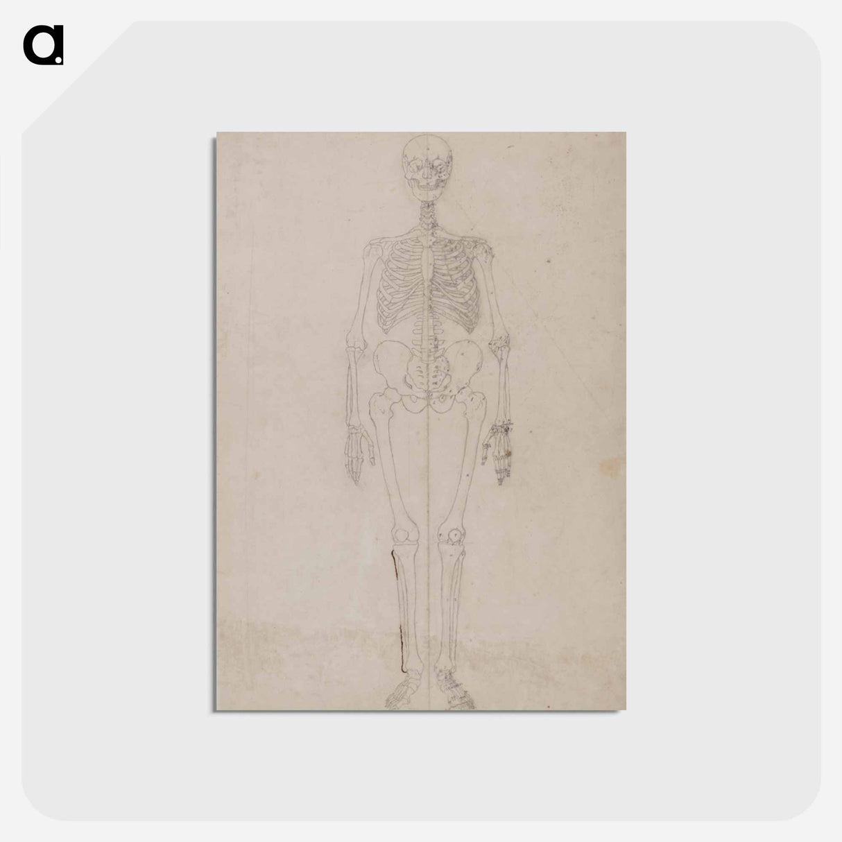 アートポストカード-Human Skeleton, Anterior View
- ジョージ スタッブス Postcard.