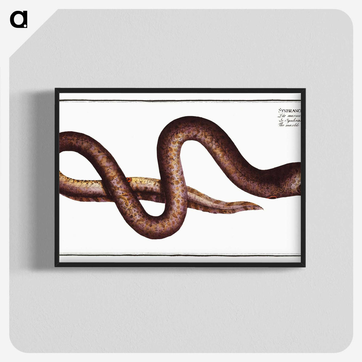 2-68_Ichtyologie-ou-Histoire-naturelle_blk-crop