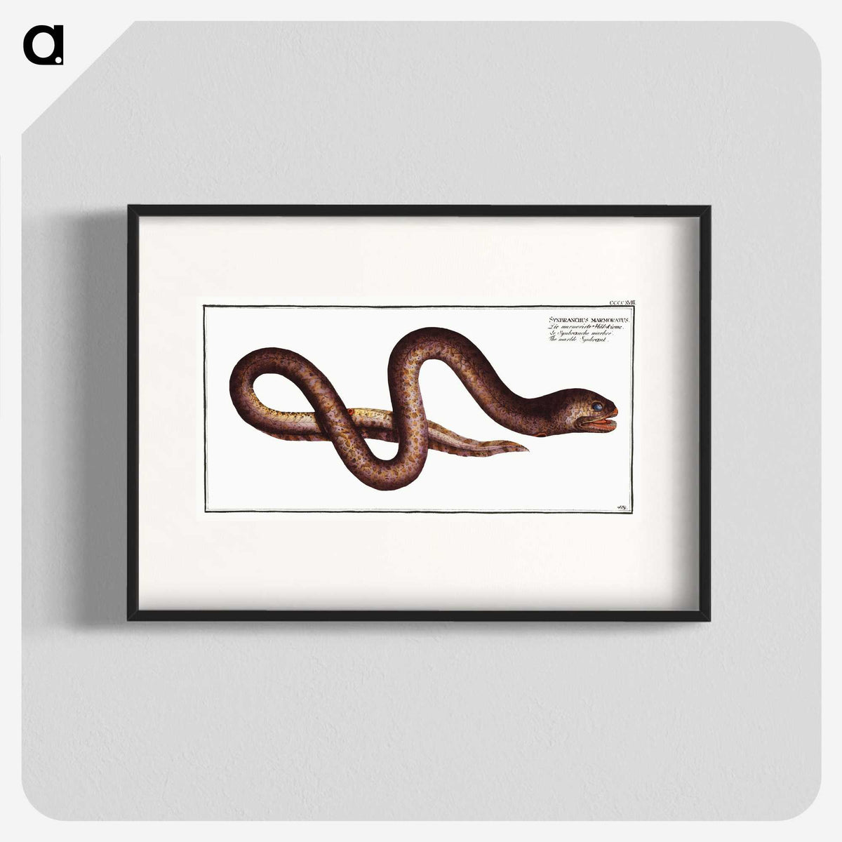 2-68_Ichtyologie-ou-Histoire-naturelle_blk