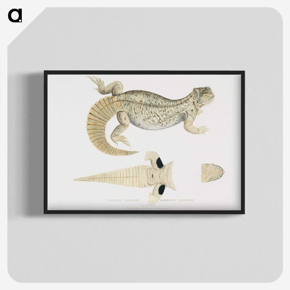 2-68_Indian-Zoology_blk-crop