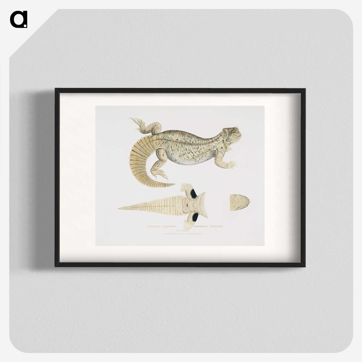 2-68_Indian-Zoology_blk