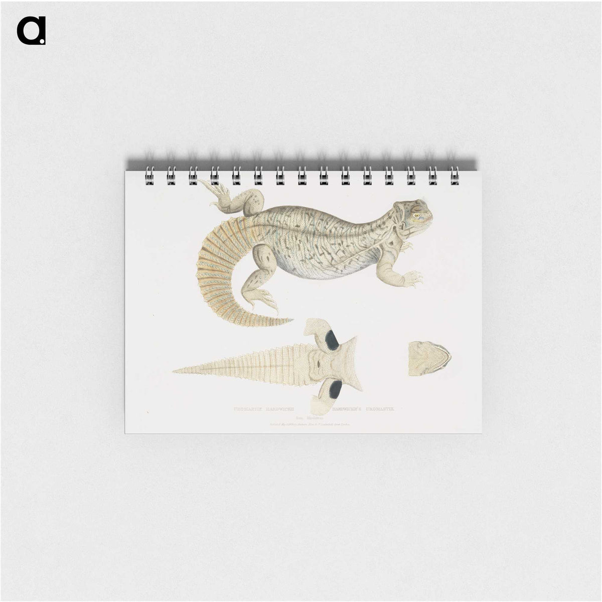 2-68_Indian-Zoology_memo