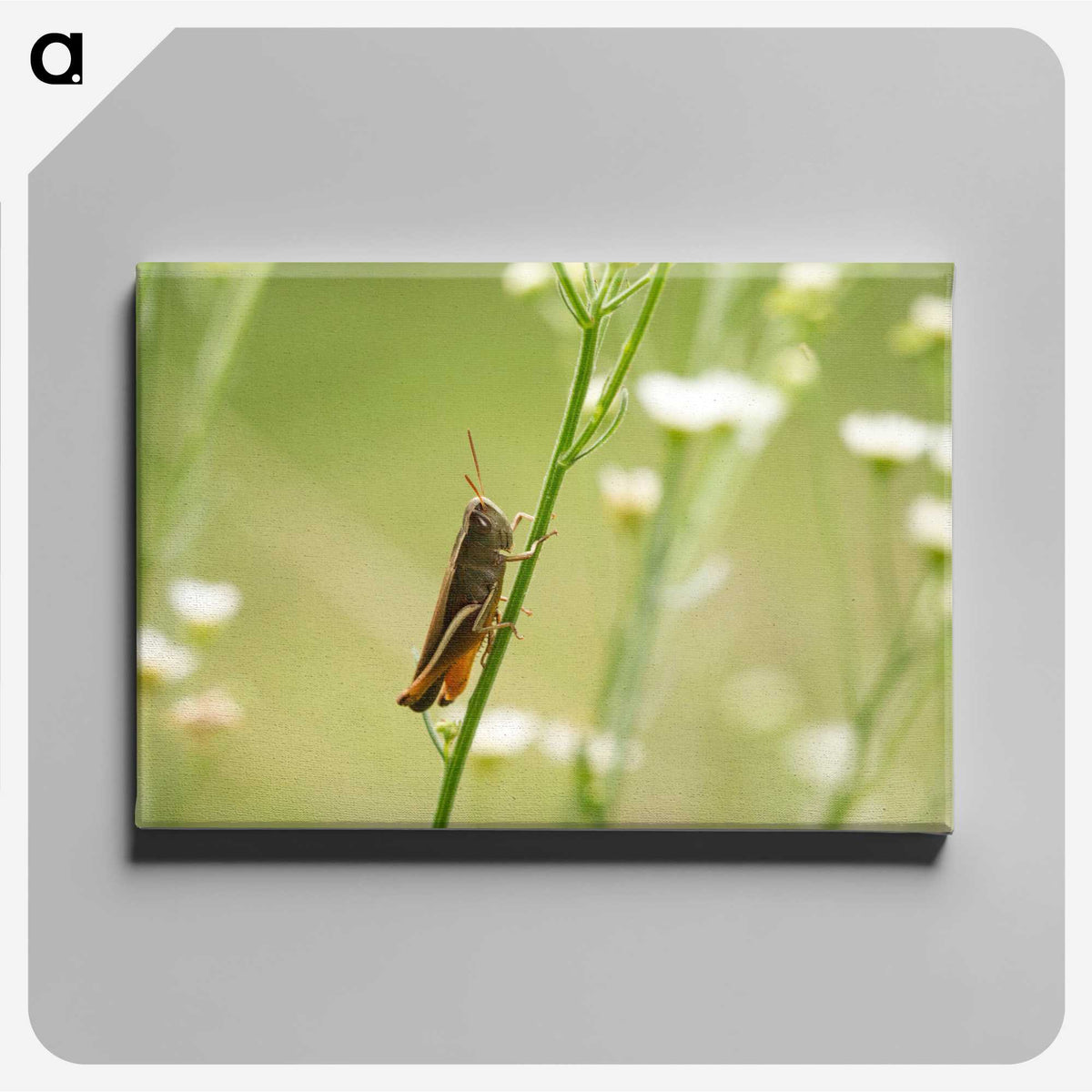 2-68_Insects-Unlocked-Project_canvas