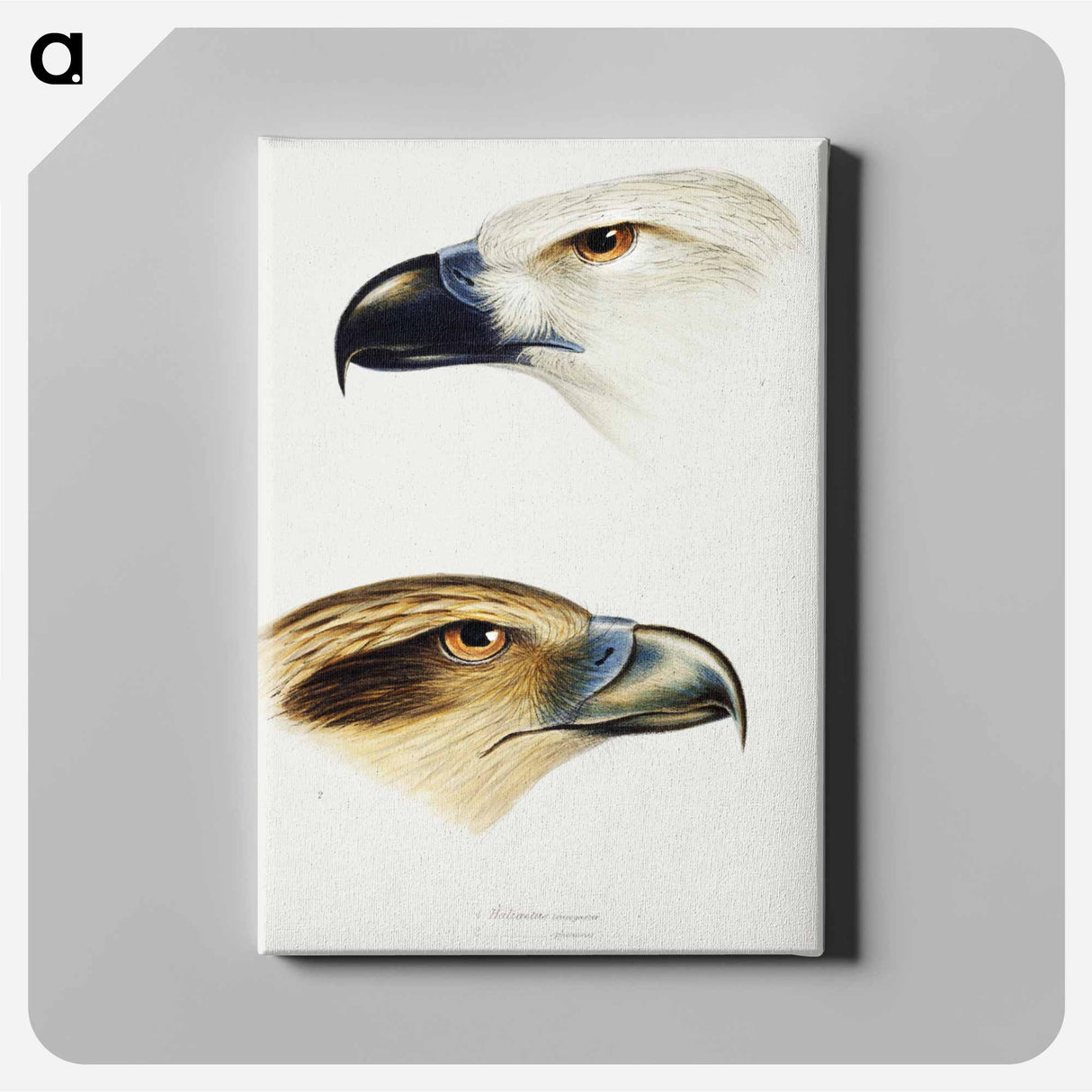 アートパネル-Australian Birds: White-bellied Sea Eagle and Whistling Kite
- ジョン グールド Canvas.