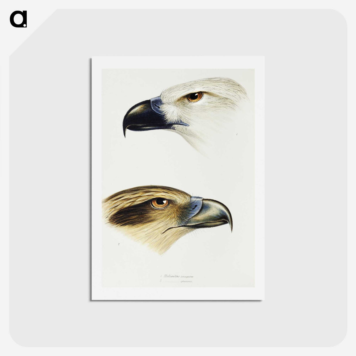 2-68_John-Gould_hagaki