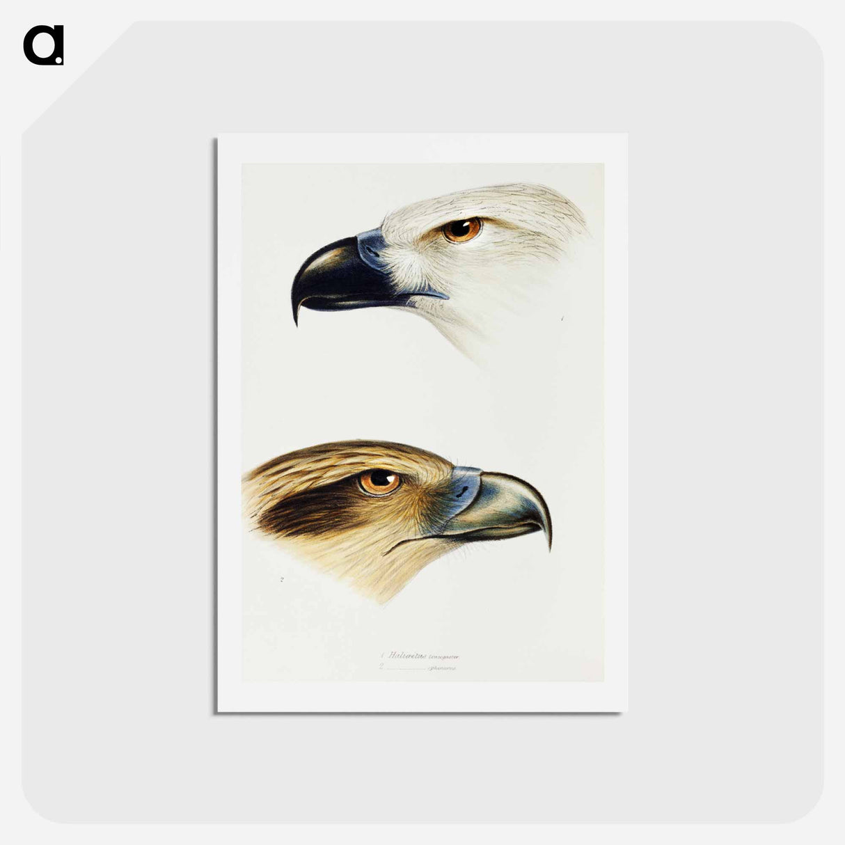 アートポストカード-Australian Birds: White-bellied Sea Eagle and Whistling Kite
- ジョン グールド Postcard.
