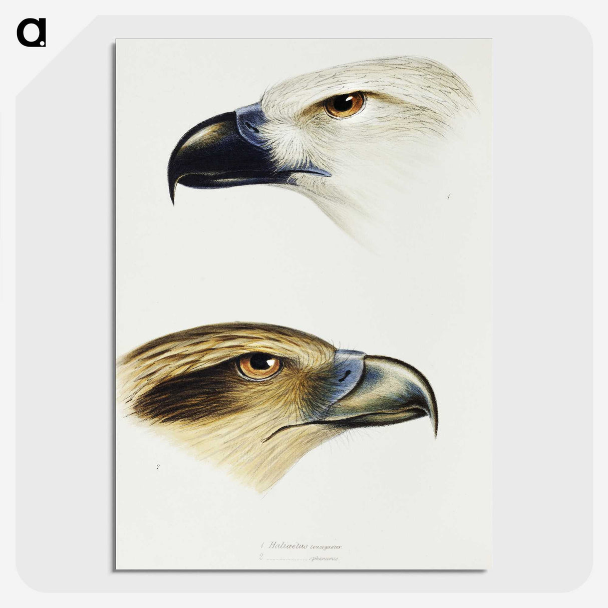 2-68_John-Gould_picture-crop