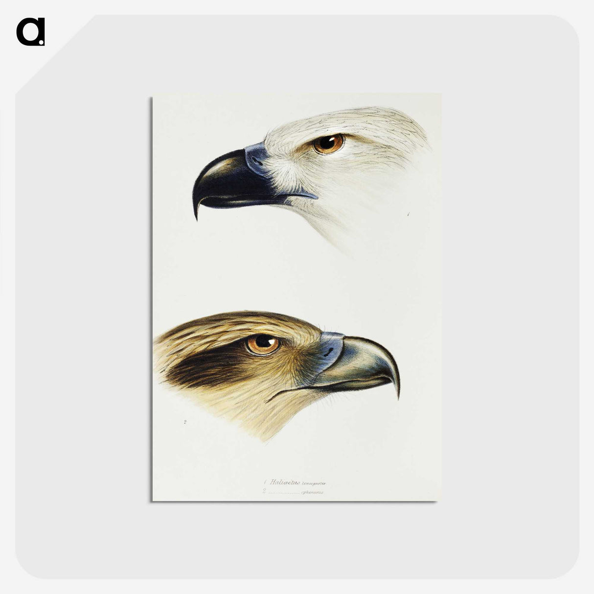 2-68_John-Gould_postcard