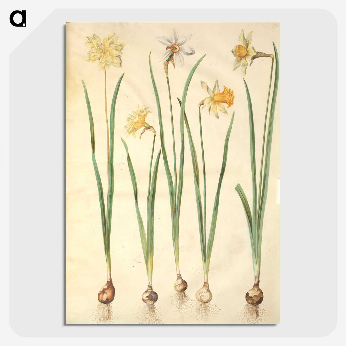 2-68_Maria-Sibylla-Merian_picture-crop