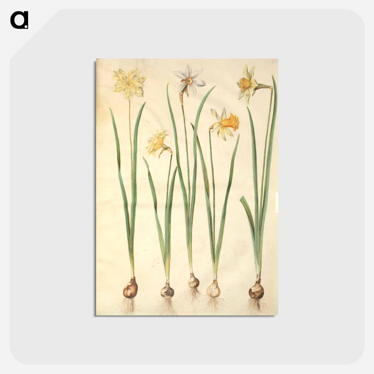 アートポストカード-Narcissus
- マリア ジビーラ メーリアン Postcard.