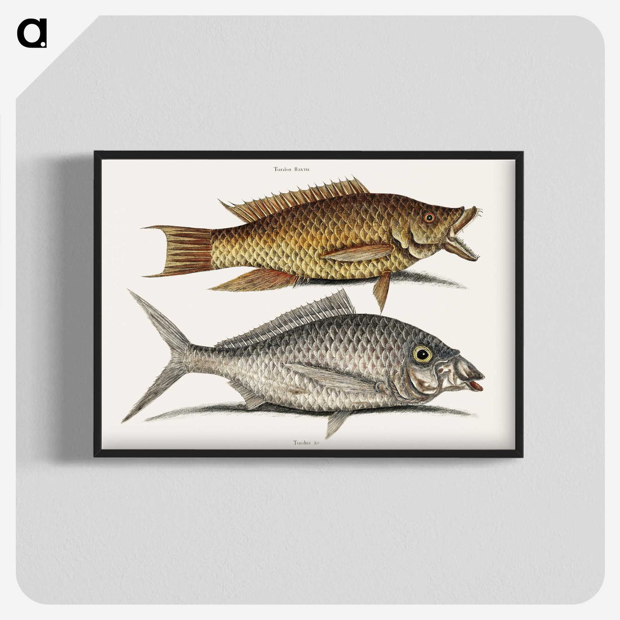 2-68_Mark-Catesby_blk-crop