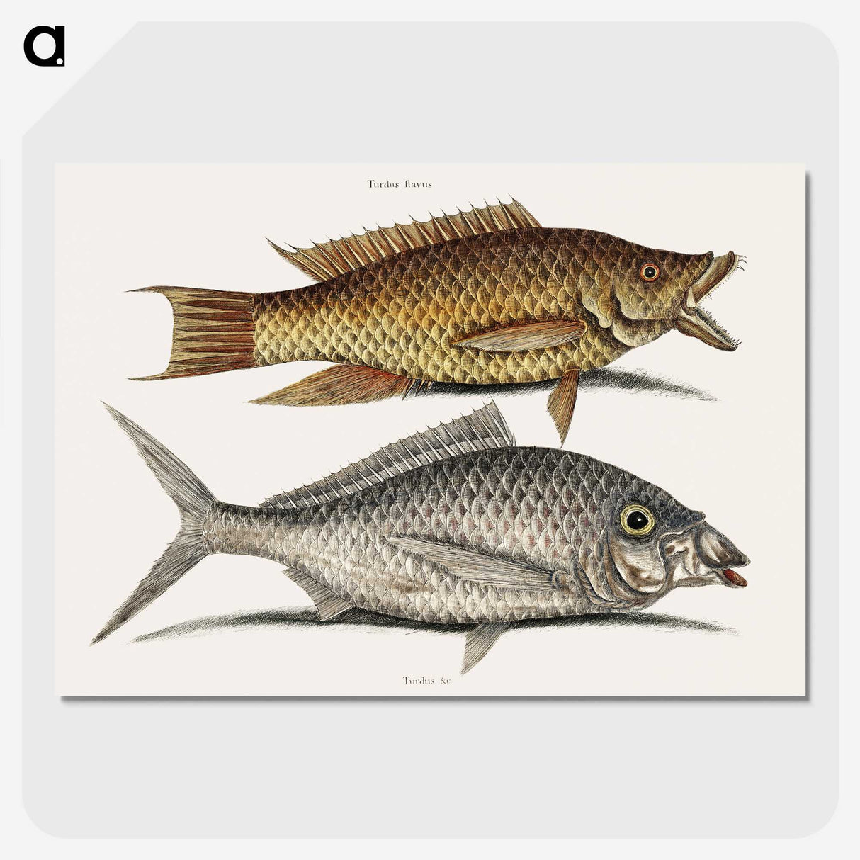 2-68_Mark-Catesby_picture-crop