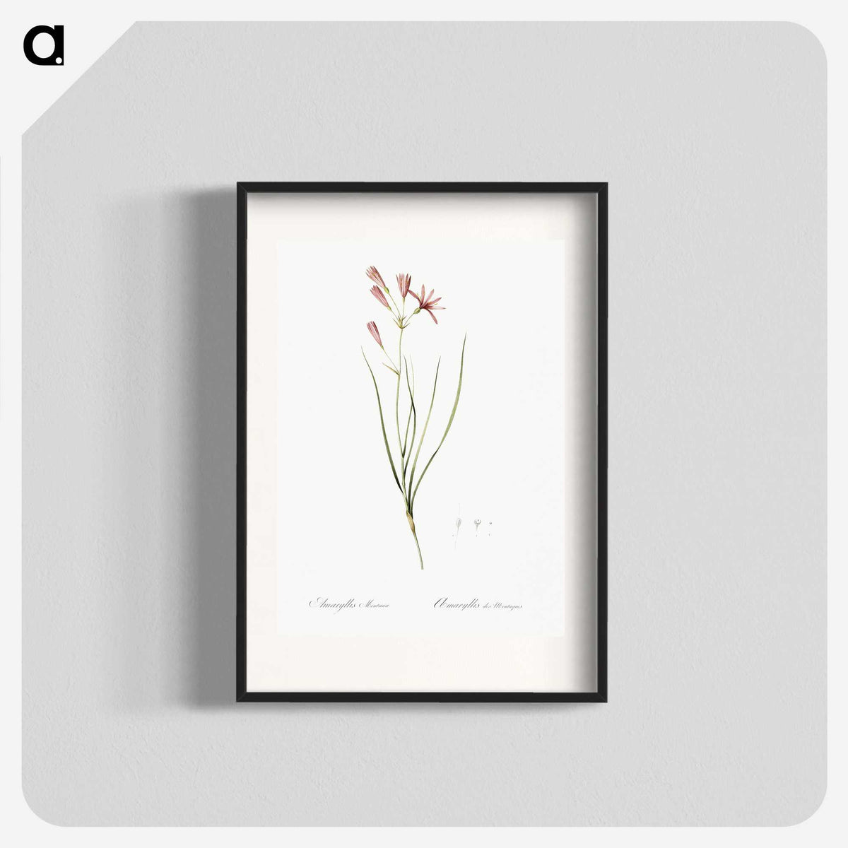 2-68_The-Lilies_blk