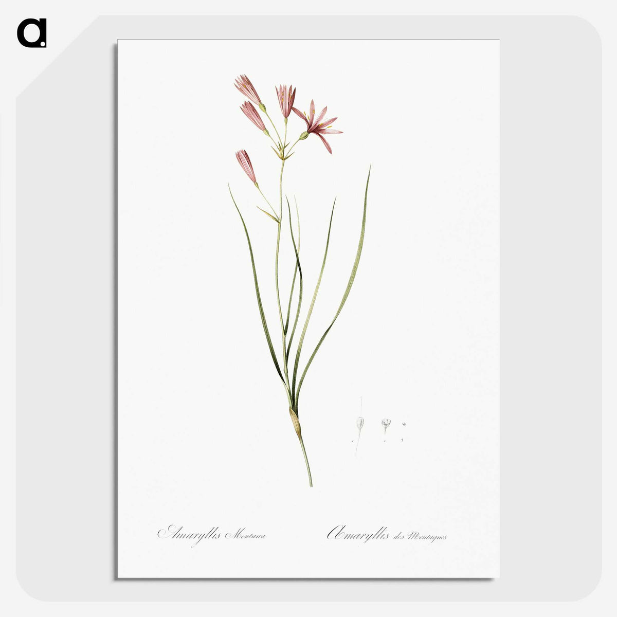 2-68_The-Lilies_picture-crop