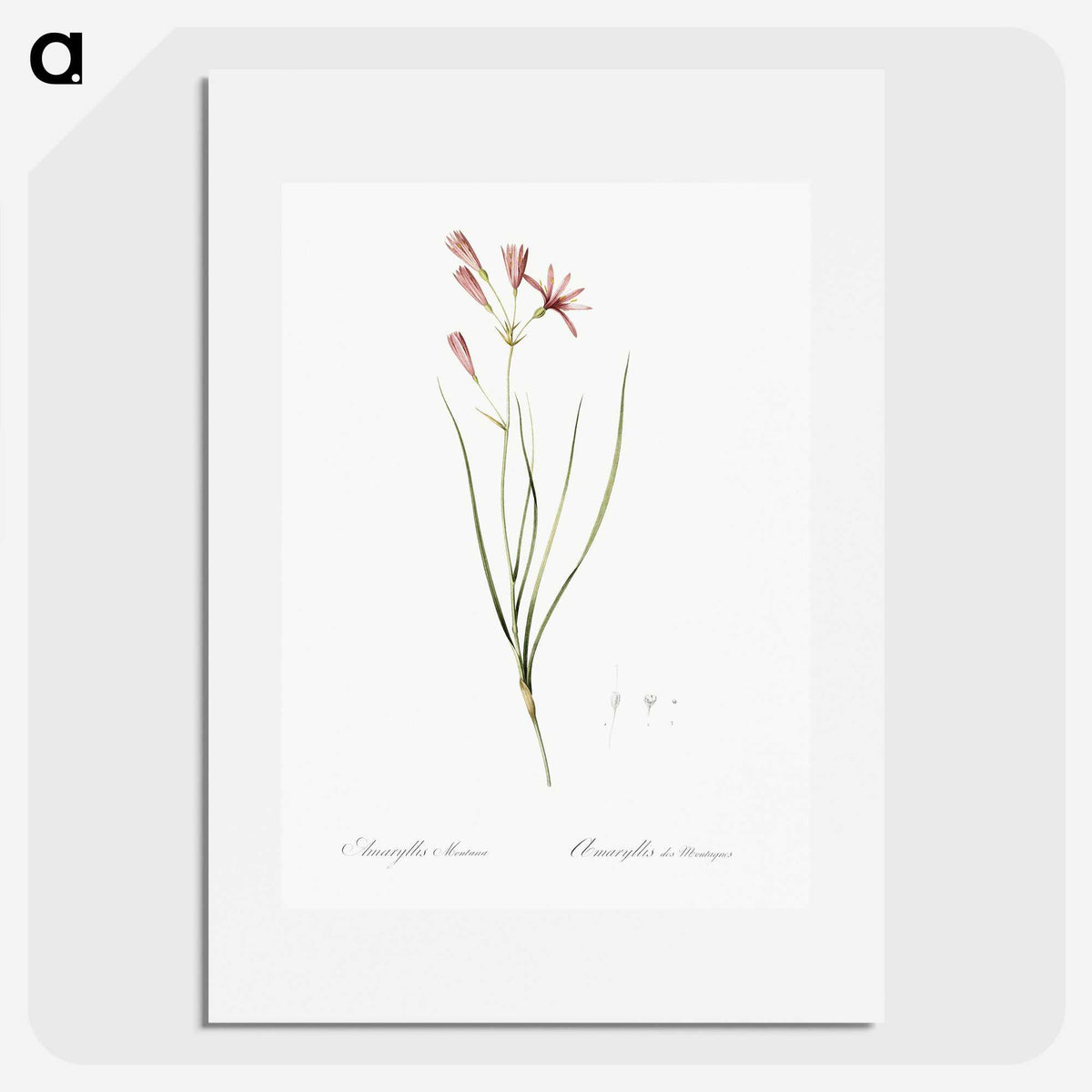 2-68_The-Lilies_picture