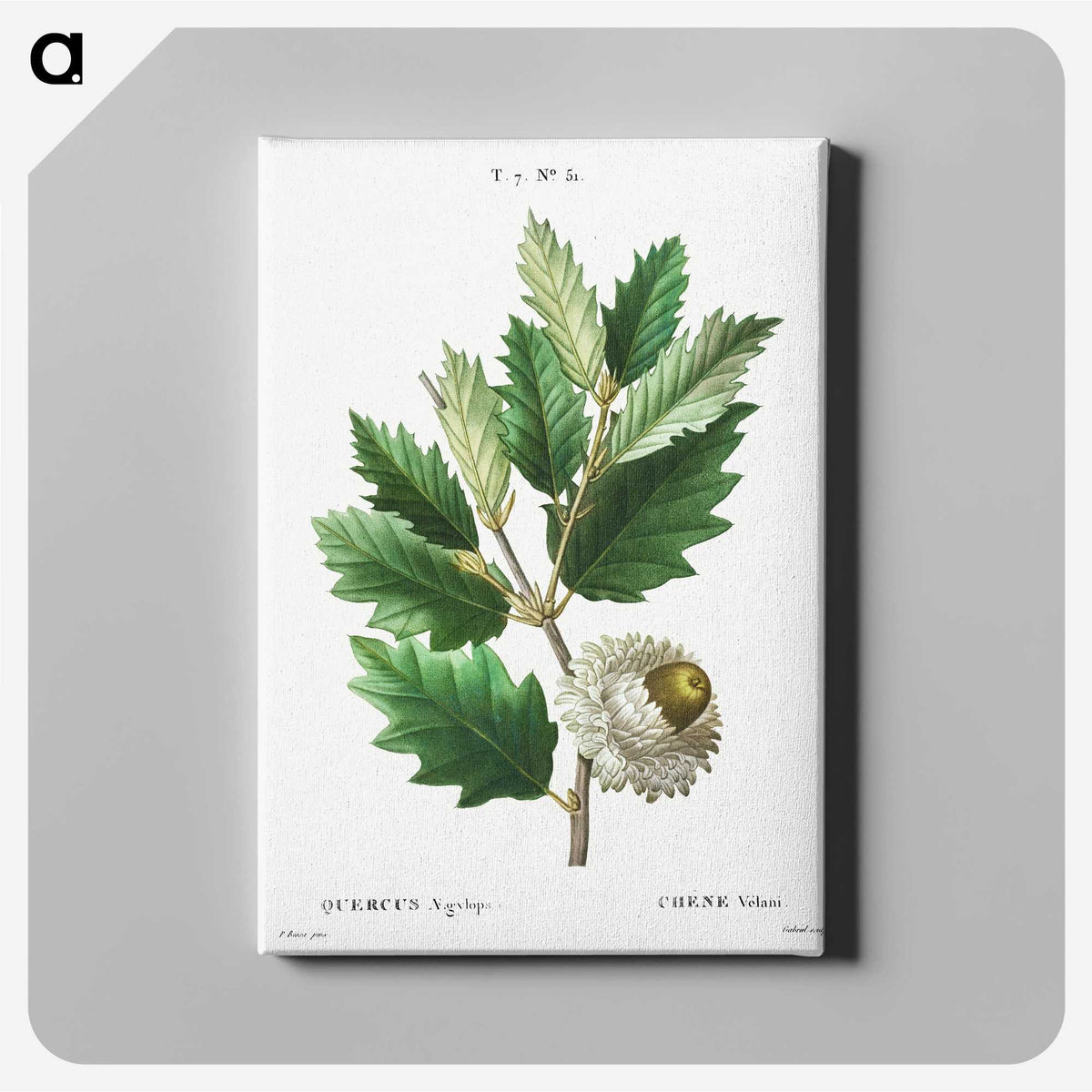 2-68_Treatise-on-Trees-and-Shrubs_canvas
