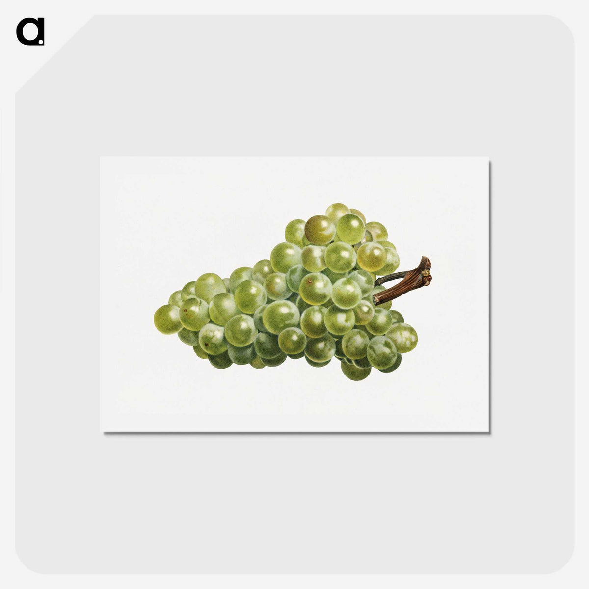 2-68_USDA-Watercolor-Fruit-Painting-Collection_hagaki