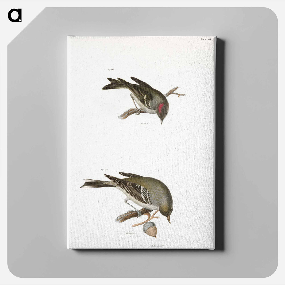 The Ruby-crowned Kinglet - ニューヨークの動物学 Canvas.