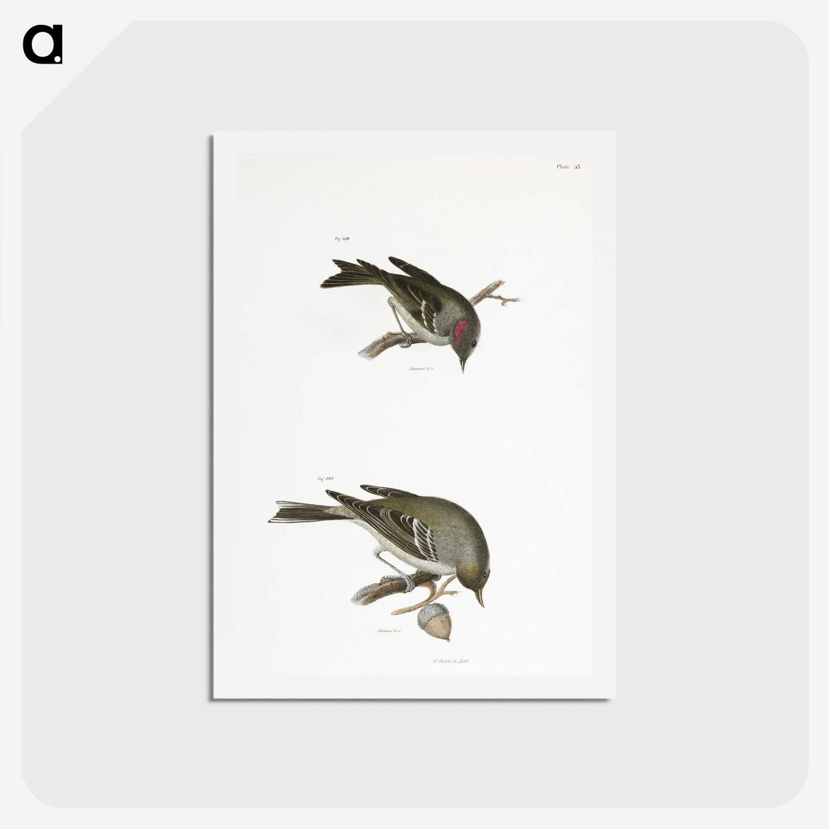 2-68_Zoology-of-New-York_hagaki