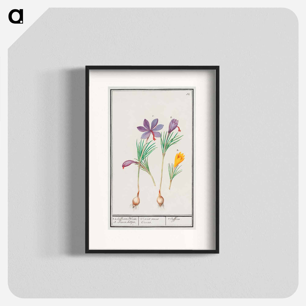 Saffron crocus, Crocus sativus and yellow crocus, Crocus - アンセルムス ボエティウス デ ブート Poster.