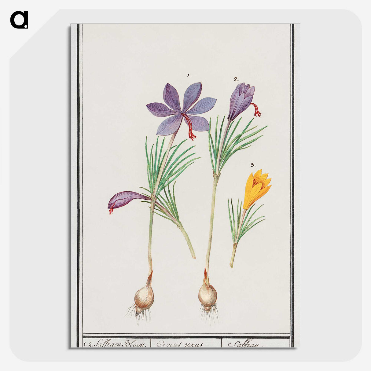 2-69_Anselmus-Boetius-de-Boodt_picture-crop