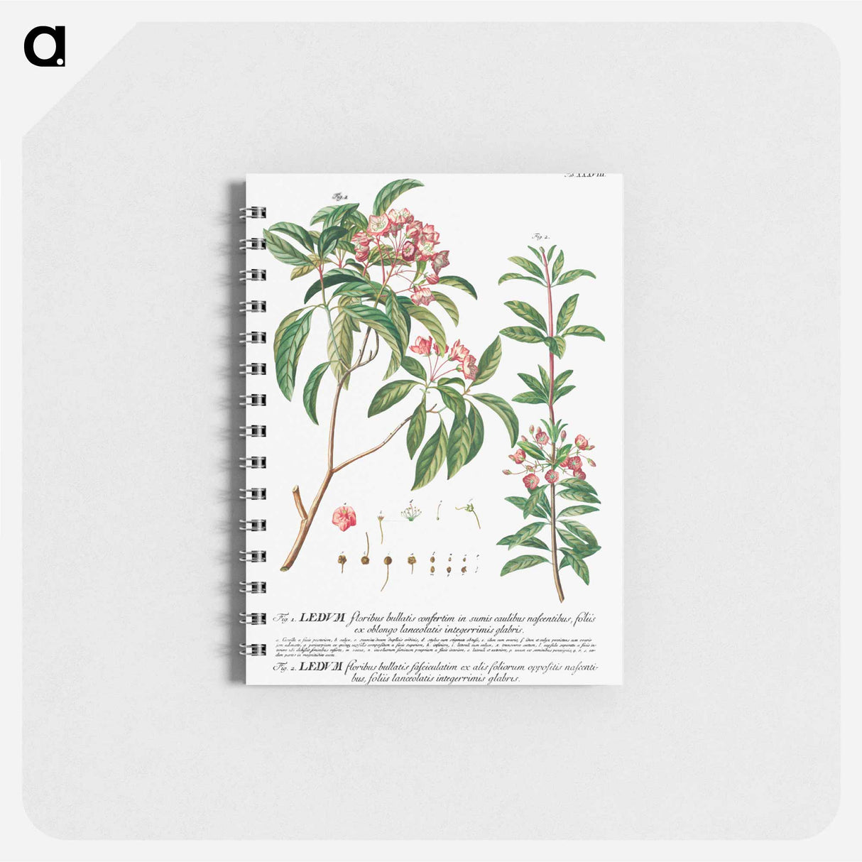 アートメモ帳-Plantae Selectae: No. 38
- クリーブランド美術館 Memo.