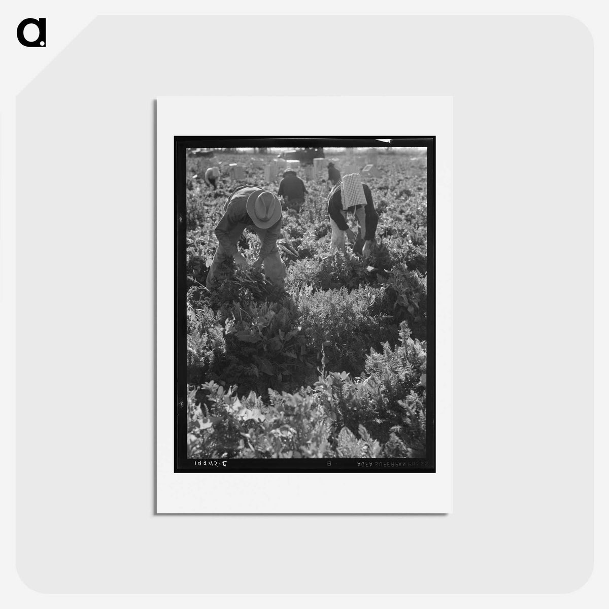 2-69_Dorothea-Lange_hagaki