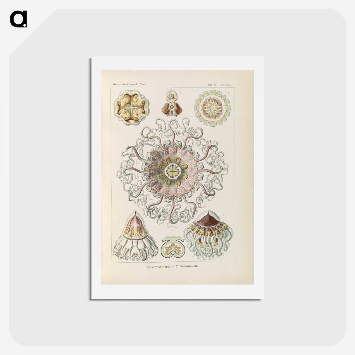 2-69_Ernst-Haeckel_hagaki