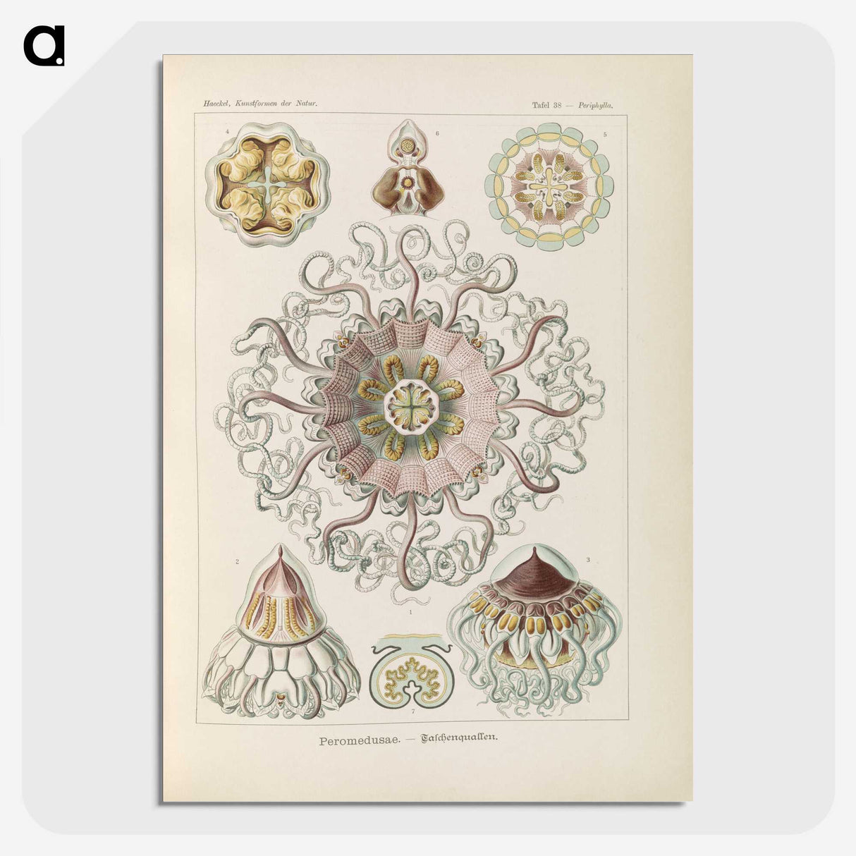 2-69_Ernst-Haeckel_picture-crop