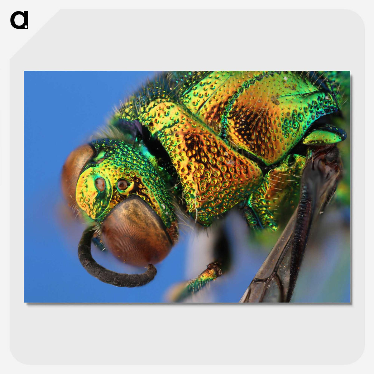 2-69_Insects-Unlocked-Project_picture-crop