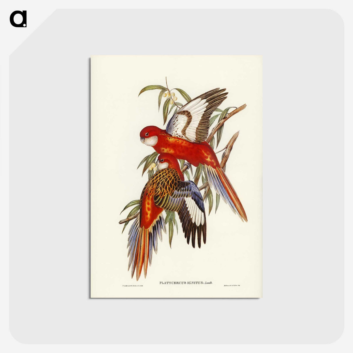 2-69_John-Gould_postcard