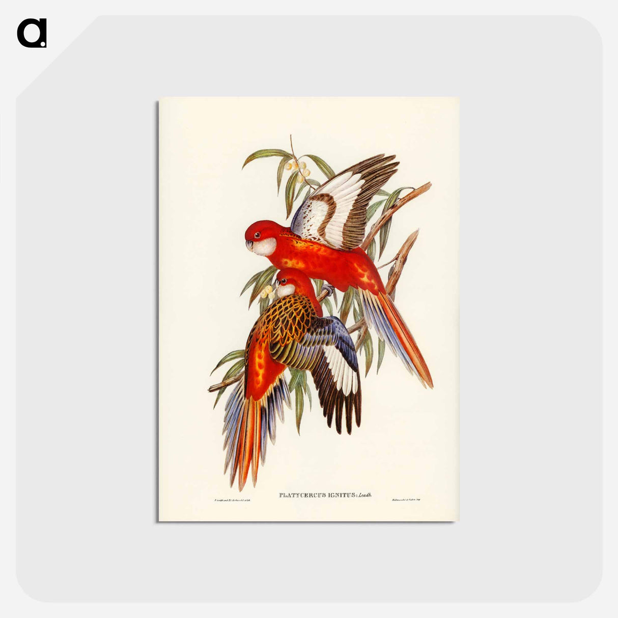 アートポストカード-Fiery Parakeet
- ジョン グールド Postcard.