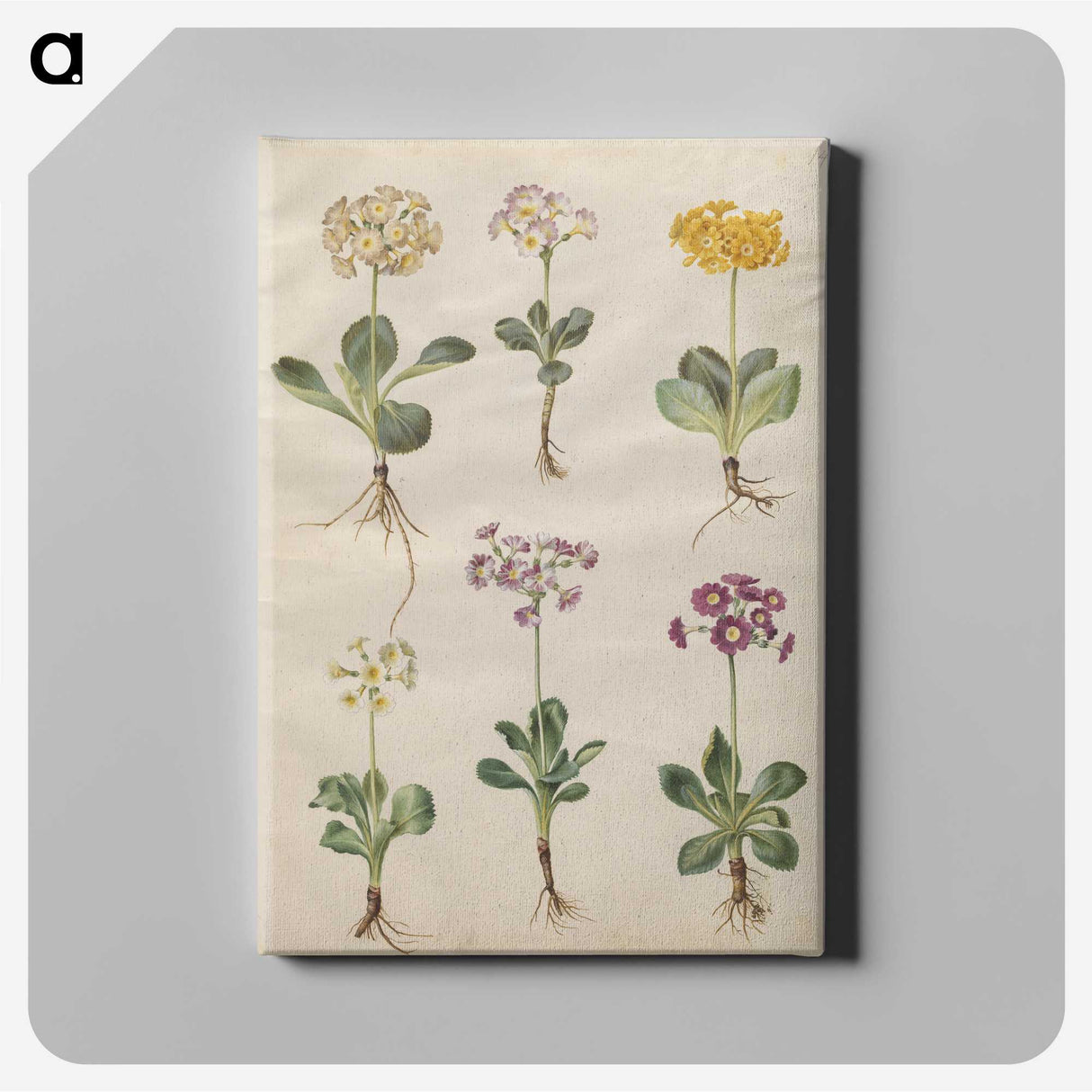 2-69_Maria-Sibylla-Merian_canvas