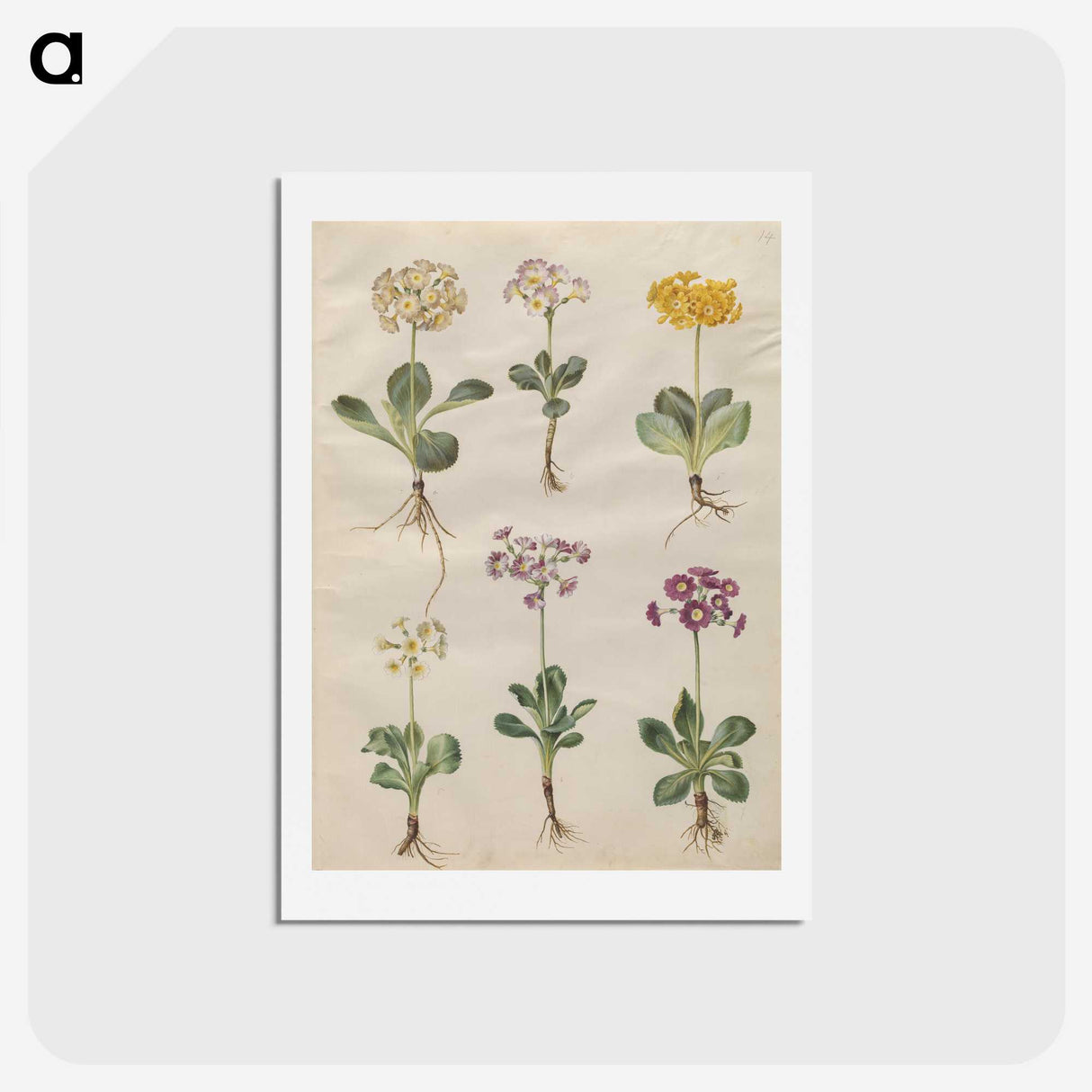2-69_Maria-Sibylla-Merian_hagaki