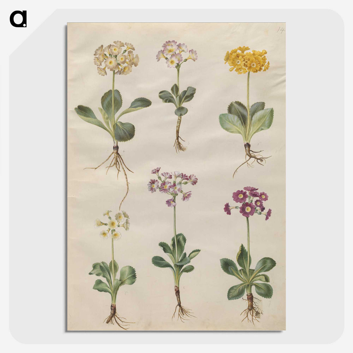 2-69_Maria-Sibylla-Merian_picture-crop