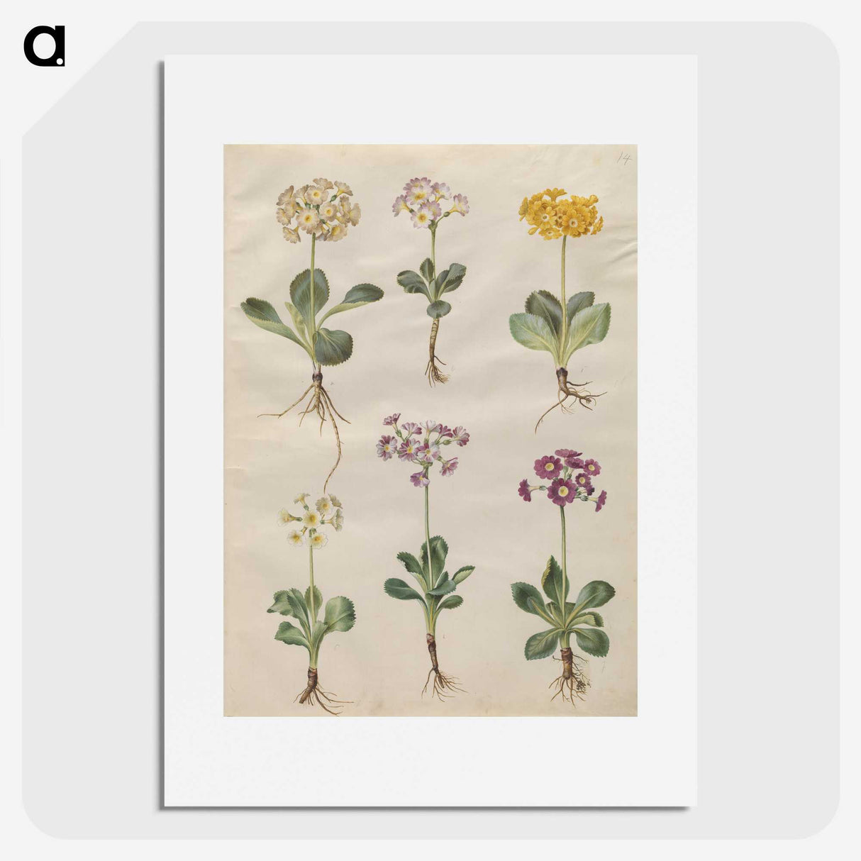 2-69_Maria-Sibylla-Merian_picture